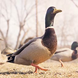 网页免费发手机号